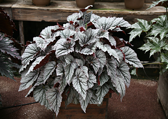 B. ‘Silver’